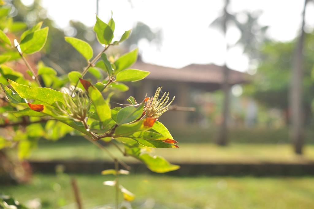 Soba Lanka Holiday Resort Melsiripura Екстериор снимка